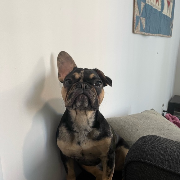 Light Blue Shacket - Picture 6 of 8